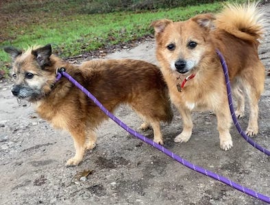 Please retweet to help Billy and Bobby find a home together #ROCHDALE #MANCHESTER CAN RE HOME WITHIN 100 MILES. Brothers aged 9, sadly their owner has passed away. Nervous, good on the lead. Please contact the shelter for more info or share to help 🍀 rochdale-dog-rescue.com/urgentdogs.html