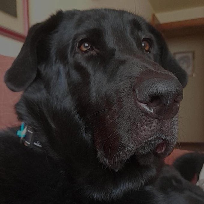 NuevaVidaAdop's tweet image. #Madrid
DENZEL fué adoptado siendo un cachorro
Su familia nos dice que NO puede atenderlo mas tiempo
Buscamos un hogar de verdad,para TODA la vida en #AdopcionResponsable 
Es un precioso MIX #Labrador de 2,5años y 45kg de peso
#AdoptaNoCompres 
#adopta
📩facenuevavida@gmail.com