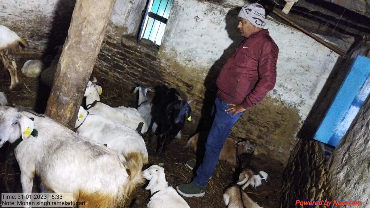FIUALM_USGCF's tweet photo. उत्तराखंड राज्य समेकित सहकारी विकास परियोजना के अंतर्गत क्षेत्रीय क्रियान्वयन इकाई अल्मोड़ा के कर्मचारियों द्वारा परियोजना से जुड़े लाभार्थियों की बकरियों का निरीक्षण एवं उपचार किया गया। 
@basava_ias
@aviddn
@mdusgcf
@SANJAYK47559742
@UswdbCeo
@pashudhanUK https://t.co/rwMSk06pJ8