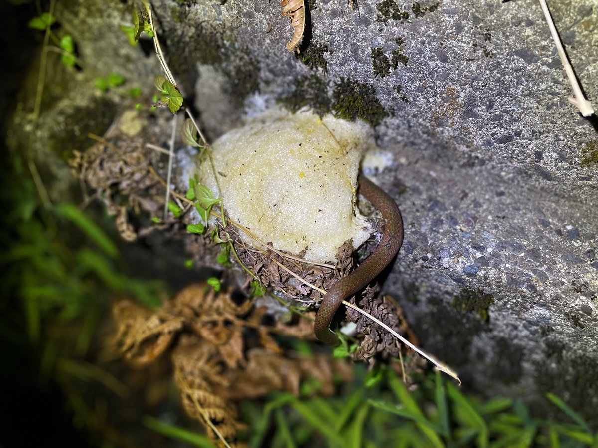 去年見た食事中のヒバカリさん