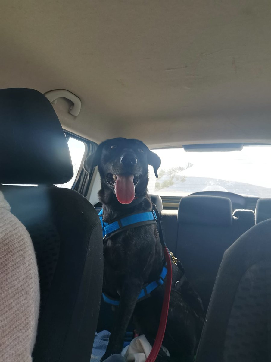 BardinosS's tweet photo. Podemos solo dar las gracias a todos lo que han compartido 🙏🙏🙏🙏
MILA ESTÁ CON NOSOTROS!!!.
GRACIAS DE ❤️
#ADOPTA #rescue #Fuerteventura @OndaFTV https://t.co/uG9BYmMRLO