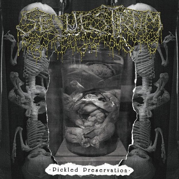 Metal_Forces's tweet photo. EP Review: SEQUESTRUM – Pickled Preservation. Rating: 8.5/10
“The novelty of such nastiness has worn off ever so slightly but Sequestrum still remains a fetid and foul experience.”
https://t.co/AV85S9UEQu @ClawHammerPR #Sequestrum #PickledPreservation #DeathMetal https://t.co/nh4tjrZ1Nr