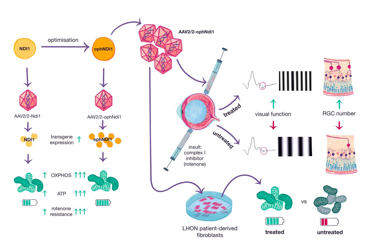 Check out the latest paper from the <a href="/gjfarrar/">JaneFarrar</a> lab, detailing a novel #GeneTherapy, ophNdi1, boosting mitochondrial performance in retinal ganglion cells 🔋
<a href="/tcdgenmicro/">TCD Genetics & Microbiology</a> <a href="/tcddublin/">Trinity College Dublin</a> <a href="/MDPIpharma/">Pharmaceutics MDPI</a> 

mdpi.com/1999-4923/15/2…