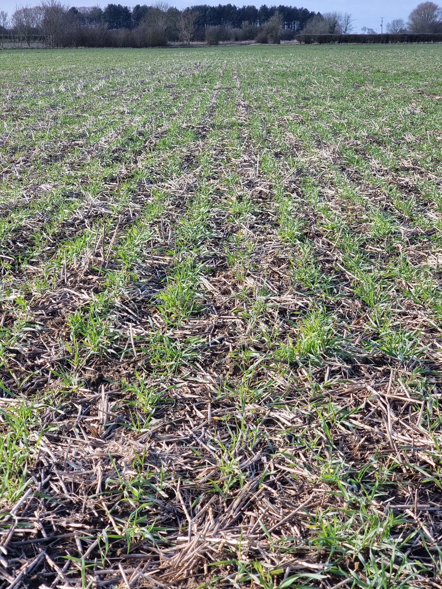 Then and now
Field <a href="/parrcontract/">lincolnshire Gritters</a> drilled for a neighbour because his drill wouldn't run <a href="/Weaving_Mach/">Weaving</a> Sabre Tine.