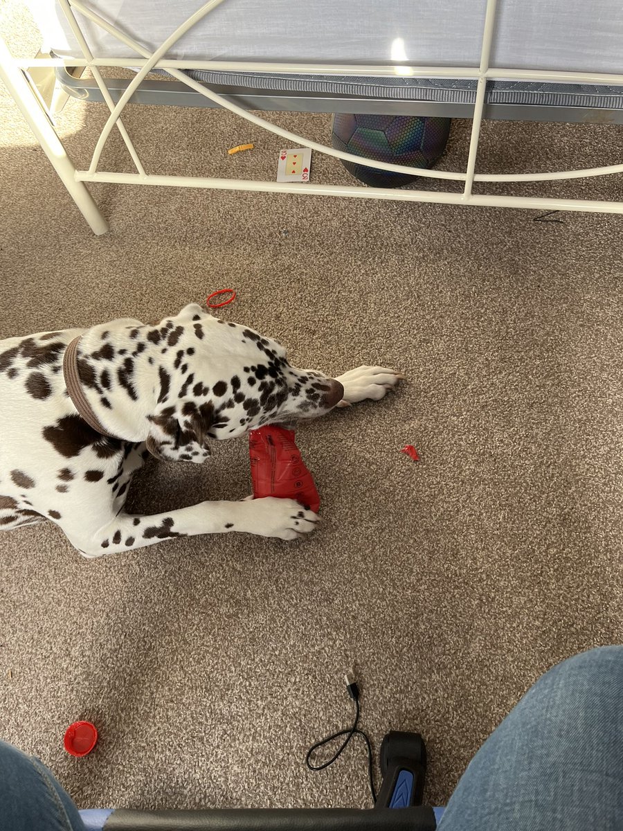 1princessemma's tweet photo. @KSI Percy the Dalmatian is going to be in so much trouble when my son gets home. He loved chewing the bottle almost as much as my son likes the drink 😄 https://t.co/qKGL3Ud89n