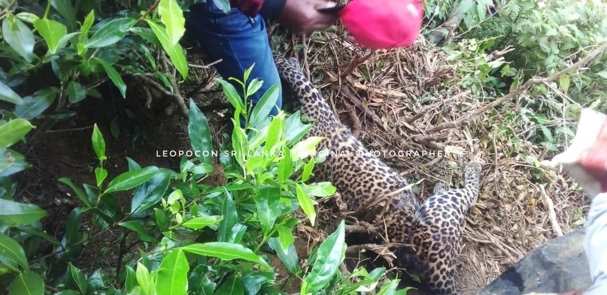 1st Leopard Death for the year reported from Nuwara Eliya today. Cause of death was a snare and upon received information Department of wildlife conservation officials recovered the body 
#leopocon #Leopard #lkr #SriLanka #nature #wildlife