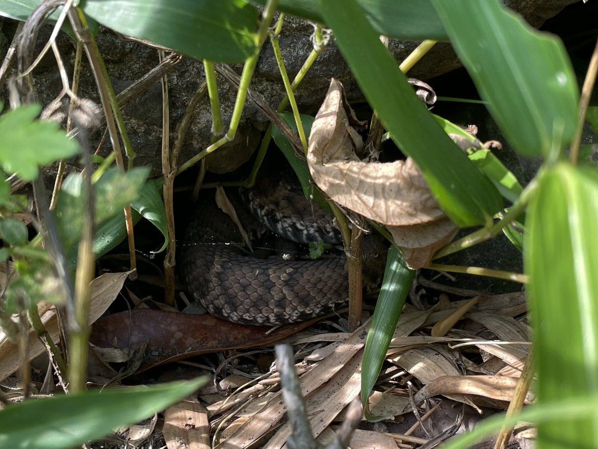 一昨年見たお休み中のマムシさん