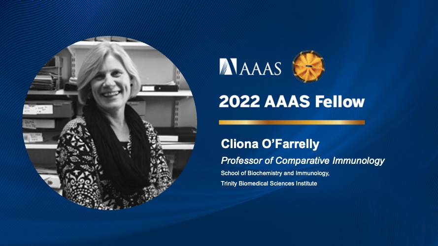 Professor Cliona O'Farrelly has today been named a 2022 <a href="/aaas/">AAAS</a> Fellow. Cliona has been honoured for her outstanding achievements as a researcher in the field of comparative immunology.

Read more at: bit.ly/3jjlGdb