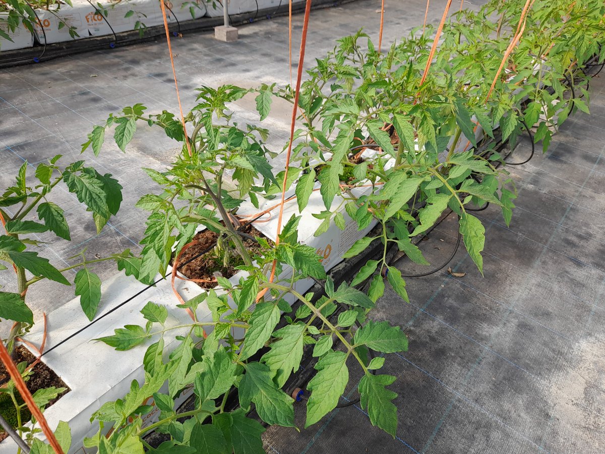 BiorizonBiotech's tweet photo. Results  after 3 applications, 1 per week of Biopower and 1 of Boratech+Mo in Los Palacios y Villafranca greenhouse tomato farm. The crop date is December 22, 2022. ✅ We share with you these images.
#sustainableagriculture #circulareconomy #biorizon #agriculture https://t.co/aeDXuDUCGf