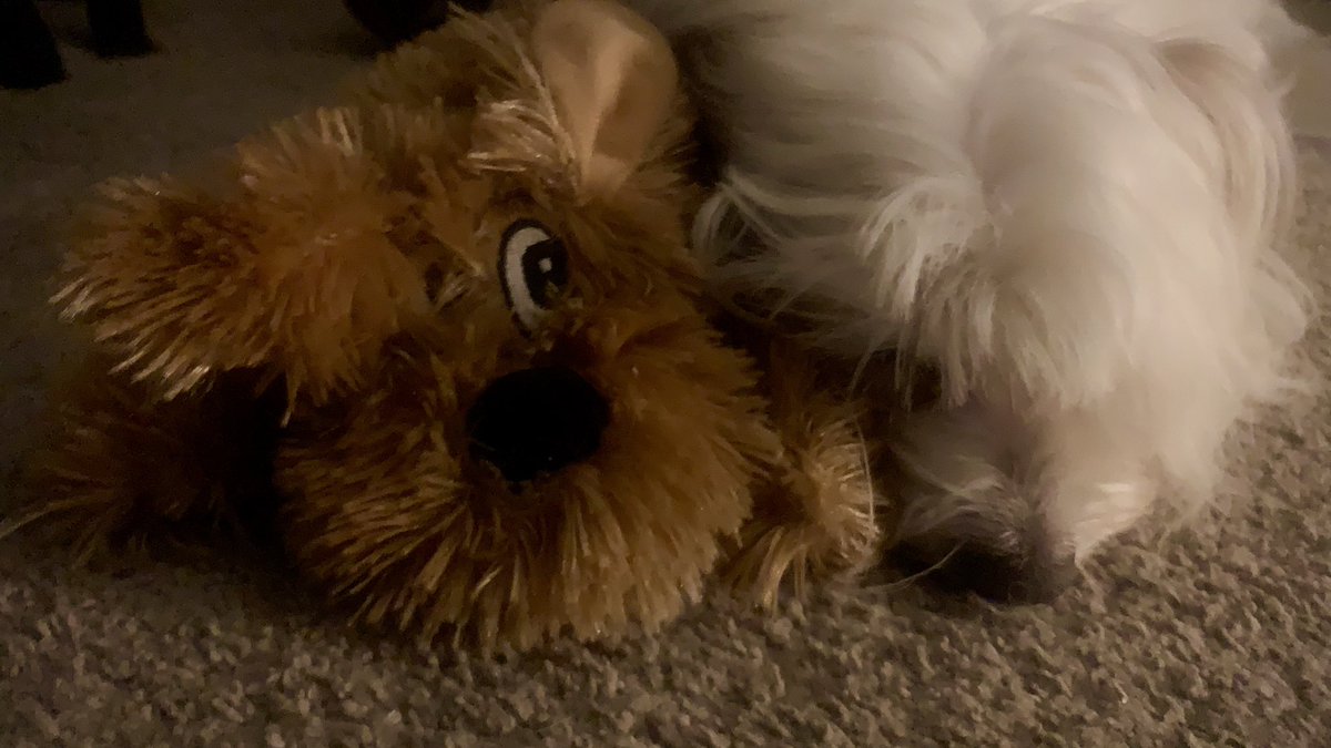 saltywavedog's tweet photo. With all the shenanigans I’ve been up to since the beginning of the year, I forgot to show you my Christmas present 🎁 Everyone meet my new stuffed fren - Monkey (2) 🐒 I luvs my fren 😊 #dogsoftwitter #dogtale #stuffedfren #dogtoy #boopmynose @dog_feelings https://t.co/xzf37eYykN