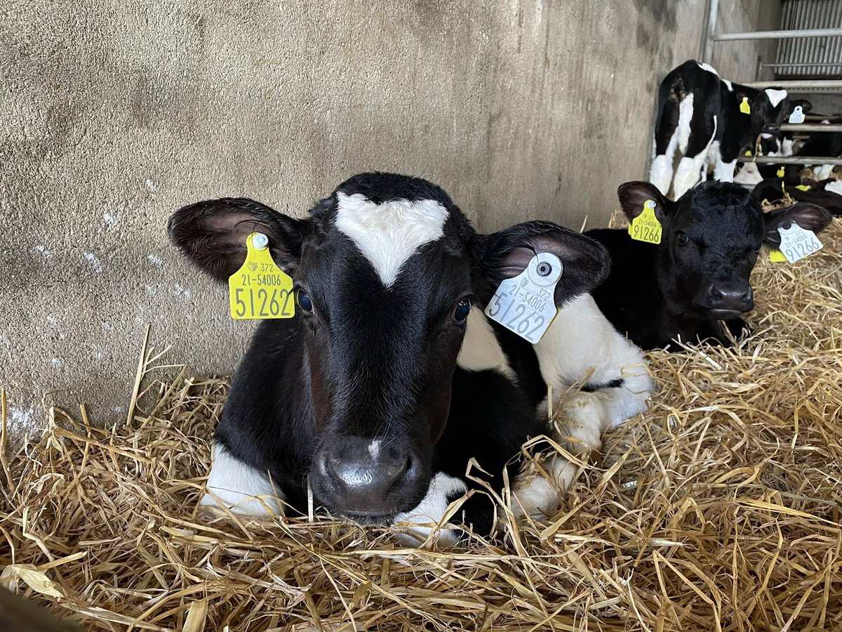 SenseHubIrl's tweet photo. โจ Farmers, itโs competition time โจ
We are assembling a calf starter pack for one lucky farmer to win๐
To enter, simply post a photo of your tagged calf & tag our page + @MullinahoneCoop
Photo of the winning prize posted later this week and winner announced next week๐๐๐ https://t.co/CMu7DWuukX