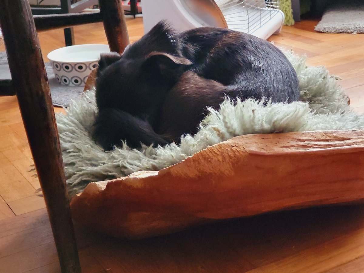 opelenge's tweet image. Minister of #SoftLife Master of #takingiteasy His Canine Majesty, #iolohansomelord suffering because the boiler is caput 😔