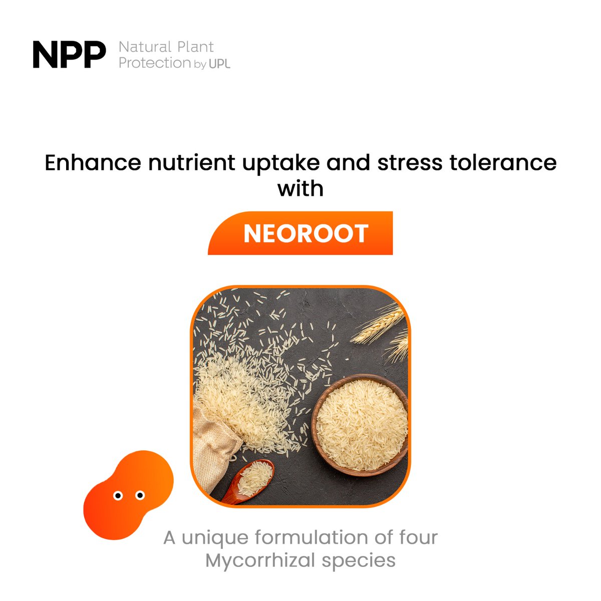 NPP_global's tweet photo. Neoroot is a unique combination of four Mycorrhizal species that helps the plant to grow and sustain in all stages by enhancing the length of white roots.
#NPP #Biosolution #SoilHealth #Roots #Soil https://t.co/Kd8QF4JNma