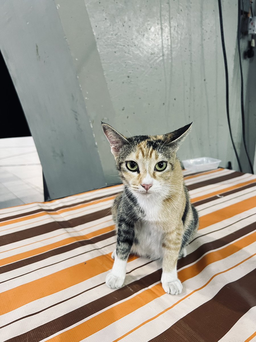askrapidkl's tweet photo. Ada Troopers baru di Plaza Rakyat. Nampak garang, tapi manja orangnya. Siapa yang jumpa, jangan lupa bagi wetpud tau!

#RapidKL https://t.co/gUf5p3zWqT