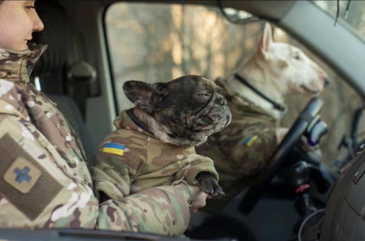 vic_010100's tweet image. Pepa und Luna wurden in Bakhmut #Ukraine gefunden und helfen jetzt den 🇺🇦 Sanitätern. 
„Wenn die Sanitätern irgendwo hin fahren müssen, springt Pepa rein und tut so, als würde sie das Auto fahren.” 💙💛
#Ukraineanimals 
#HelpUkraineNow