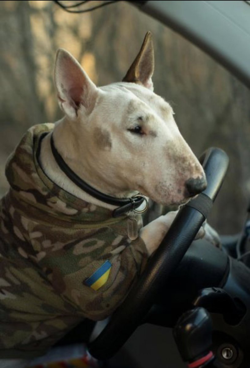 vic_010100's tweet image. Pepa und Luna wurden in Bakhmut #Ukraine gefunden und helfen jetzt den 🇺🇦 Sanitätern. 
„Wenn die Sanitätern irgendwo hin fahren müssen, springt Pepa rein und tut so, als würde sie das Auto fahren.” 💙💛
#Ukraineanimals 
#HelpUkraineNow