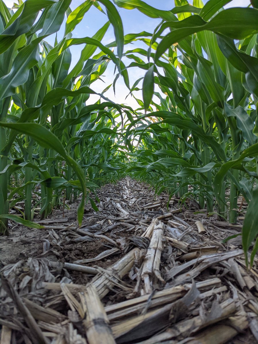 GMO corn on our farm and many others like ours, allow farmers to implement practices that minimize &amp; eliminate tillage, which helps us to improve soil health and sequester carbon in our soils. We also use less fuel, insecticides, and energy, minimizing our environmental impact.