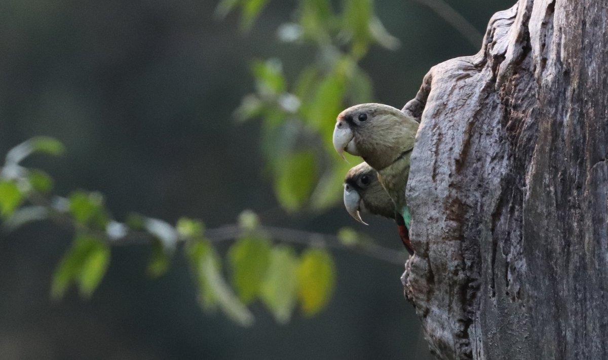 Cape parrots are the focus of this month's Lafeber Global Parrot Conservation spotlight Thanks to <a href="/LafeberVet/">LafeberVet</a> for supporting the Cape parrot &amp; mistbelt forest action plan. <a href="/IUCN_CPSG/">IUCN CPSG</a> <a href="/capeparrot/">Cape Parrot Project</a> <a href="/wildbirdtrust/">The Wild Bird Trust</a> <a href="/ParrotTrust/">World Parrot Trust</a> lafeber.com/pet-birds/lafe…