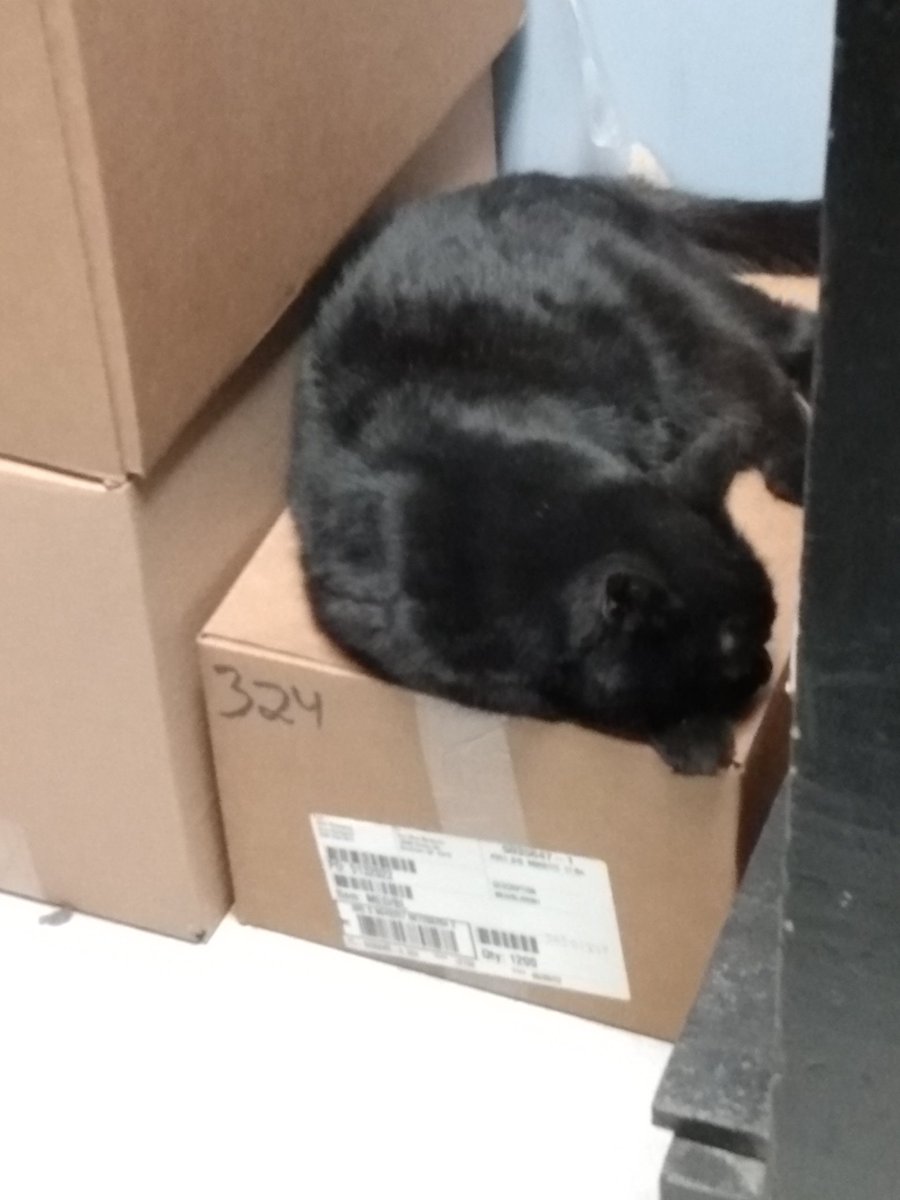 HellMittens the factory cat