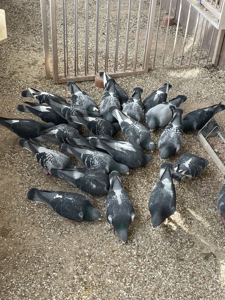 WBreene's tweet image. Weed seed for dessert 🌻