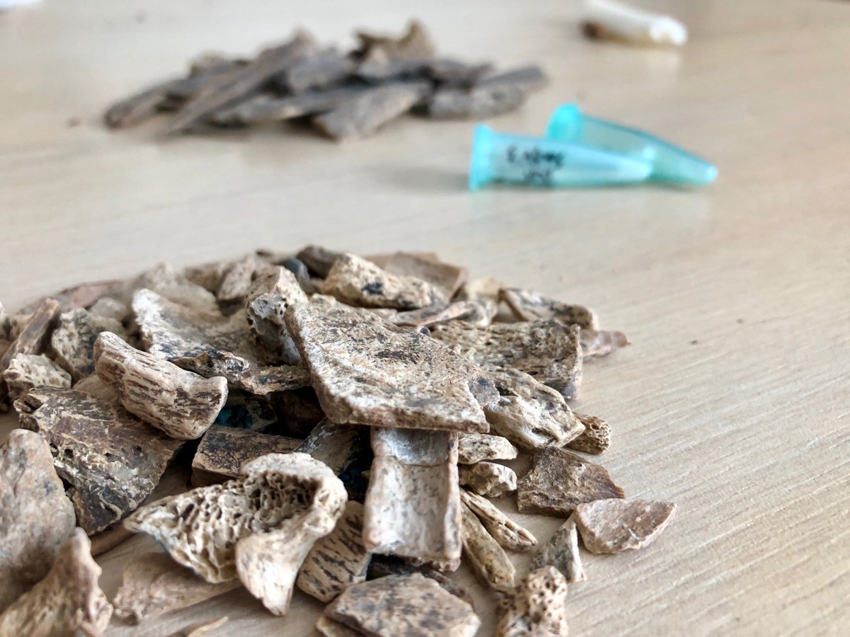 Katerina Douka (@katerina__douka) on Twitter photo Interested in #Palaeoproteomics & #Radiocarbon & #aDNA in the Palaeolithic? Apply for a fully-funded PhD position in my lab! Funds through <a href="/VDSEE_univie/">Vienna Doctoral School of Ecology and Evolution</a> <a href="/VieLifesciences/">Life Sciences @ univie</a> <a href="/univienna/">Universität Wien</a> & <a href="/ERC_Research/">European Research Council (ERC)</a>! Check it out here: vds-ecology-evolution.univie.ac.at/application/op… Interested in #Palaeoproteomics & #Radiocarbon & #aDNA in the Palaeolithic? Apply for a fully-funded PhD position in my lab! Funds through <a href="/VDSEE_univie/">Vienna Doctoral School of Ecology and Evolution</a> <a href="/VieLifesciences/">Life Sciences @ univie</a> <a href="/univienna/">Universität Wien</a> & <a href="/ERC_Research/">European Research Council (ERC)</a>! Check it out here: vds-ecology-evolution.univie.ac.at/application/op…