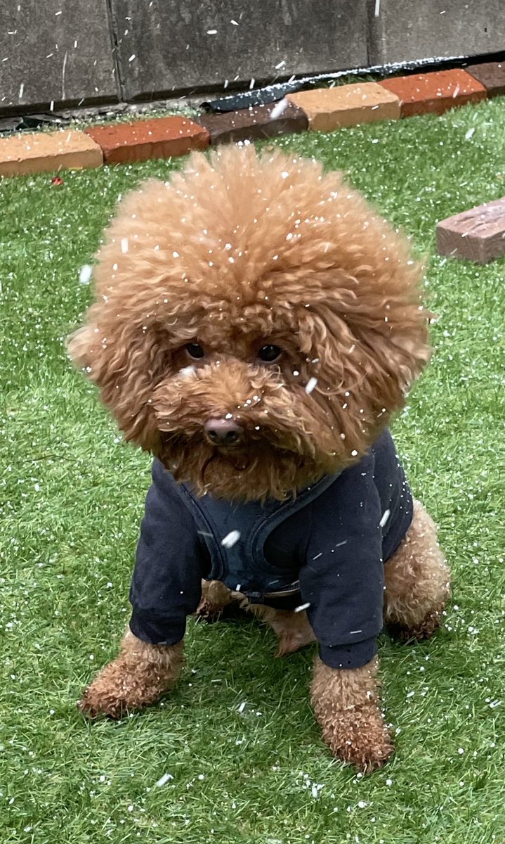 fuuta__ponta's tweet photo. アフロに雪が積もるの待ってます🐶❄️
#トイプードル 
#トイプードル生活 
#雪景色 
#ぽんたです https://t.co/8XIWBcyxx0