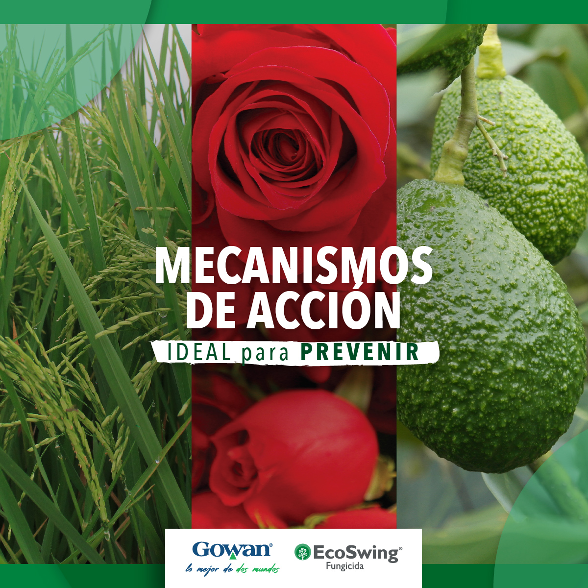 GowanColombia's tweet photo. EcoSwing® es ideal para la prevención, se adelanta a la aparición de los síntomas de enfermedades causadas por hongos.
Comuníquese con nosotros al número 3212466004 para conocer más.
#Gowan #GowanColombia #Ecoflora #EcoSwing #Fungicida #Enfermedades #Hongos #FungicidaBiológico https://t.co/vRAazhOgF6