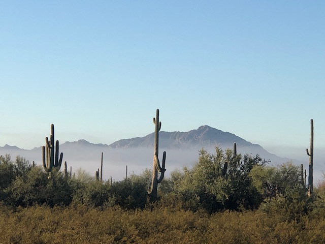 Organ Pipe Cactus NM tweet media