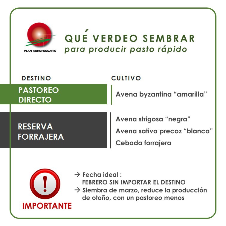 PlanAgro's tweet photo. Qué verdeo #sembrar para producir #pasto
#Tips #PastoreoDirecto #ReservaForrajera #Ganadería #Campo #Forraje #Cultivo #Avena
#Recomendaciones Ing. Perrachon #Colonia #PlanAgro https://t.co/NdLNqdbzu8