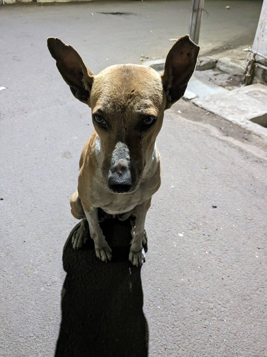 piedcipher's tweet image. 🐕🐾🐕‍🦺 #TeamPixel 

Right - With #NightSight 🌃
Left - Default 🦴