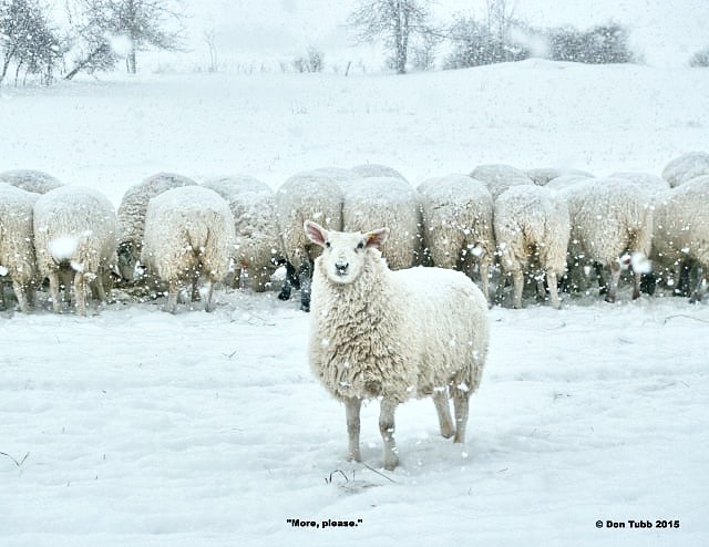 TopsyFarms's tweet image. "It is the life of the crystal, the architect of the flake, the fire of the frost, the soul of the sunbeam. This crisp winter air is full of it."
– John Burroughs
#wintermakeswool #winter #woolfarm #topsyfarms  #ontario #ontariowool #ygk #connecttotheland TopsyFarms.com