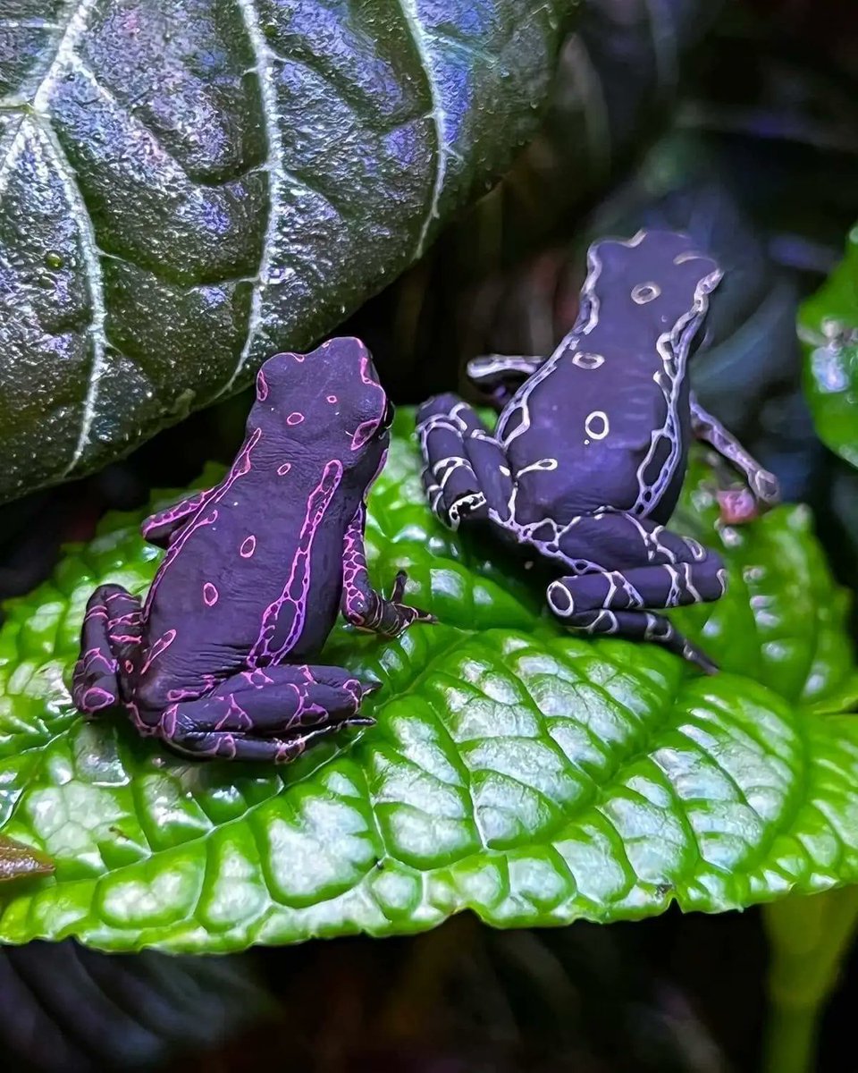 Sapos purpuras dardos Frog  mostrando su variacion de color 🟣