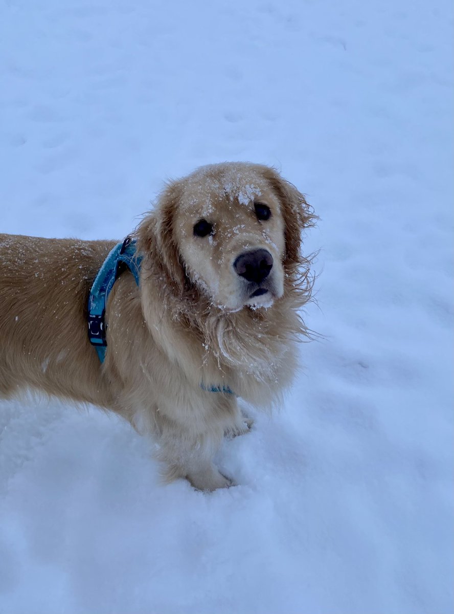 Was a bit chilly this weekend for walks but mom says the forecast looks good for next weekend! ❤️🐾 #yyc #DogsofTwittter #ozzycanada