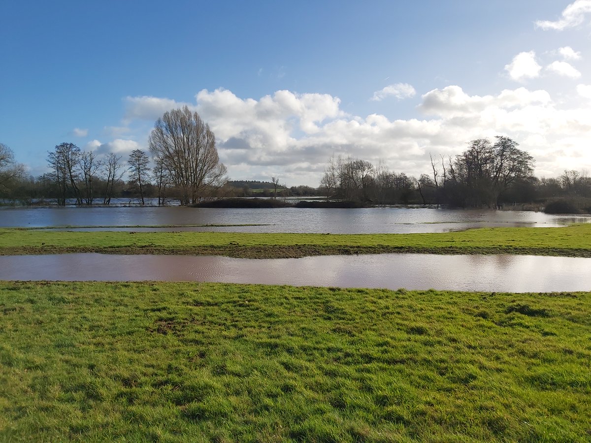 HerefordshireWT's tweet photo. This #WorldWetlandsDay2023 we're celebrating the #LuggValleyWetlands: a series of connected habitats for wildlife; natural flood management sites &amp; brilliant birdwatching venues! #BodenhamLake #OakTreeFarm #LuggMeadows #WetlandRestoration #WetlandCreation
https://t.co/xFVJsc13Ay https://t.co/1bGAPUAxe7