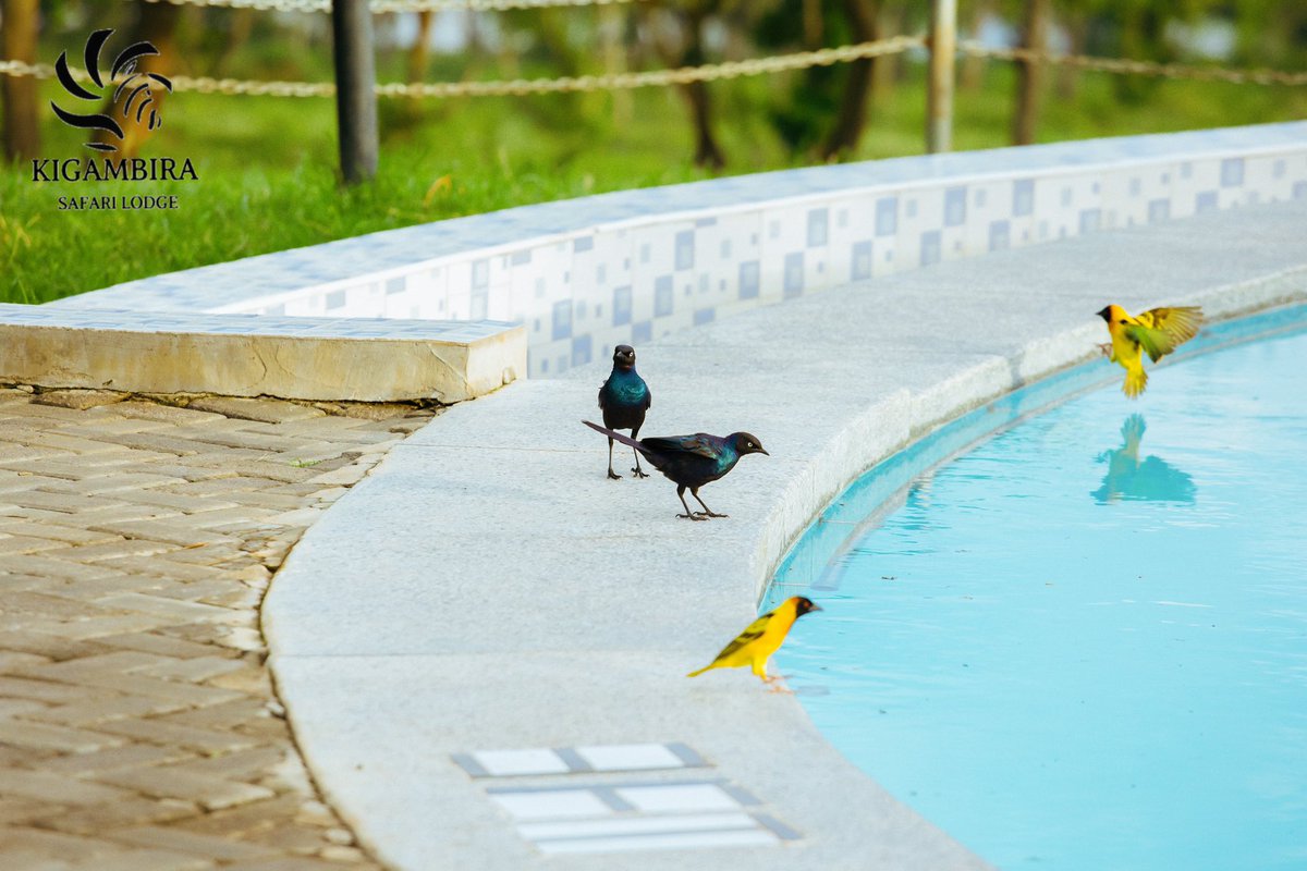 kigambira's tweet photo. Did you know that #LakeMburoNationalPark is home to over 350 bird species? 
You’ll catch many of them at #KigambiraSafariLodge. 

Book your stay with us today. 

#travel #nationalpark #safari #Uganda #nature #vacation #weekendgetaway https://t.co/h5dD7ZKv76