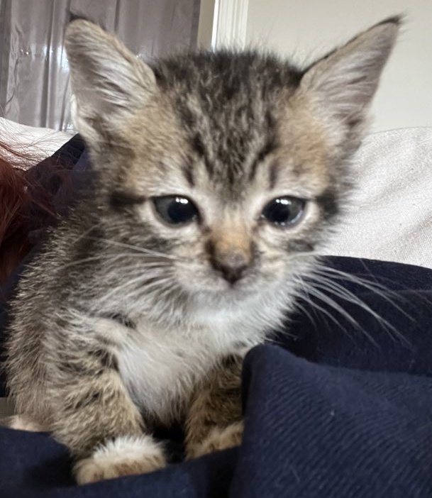 yaoilix's tweet photo. guys look at MY cats 😭😭😭😭😭😭😭 https://t.co/ICaLgzygsF