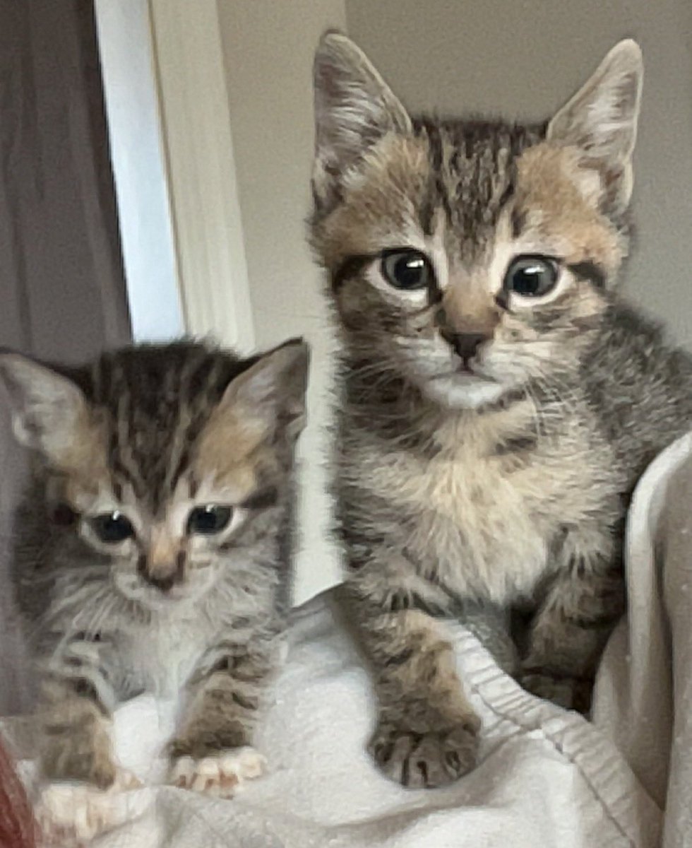 yaoilix's tweet photo. guys look at MY cats 😭😭😭😭😭😭😭 https://t.co/ICaLgzygsF