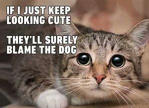 WholesomeMemes (@wholesomememe) on Twitter photo 