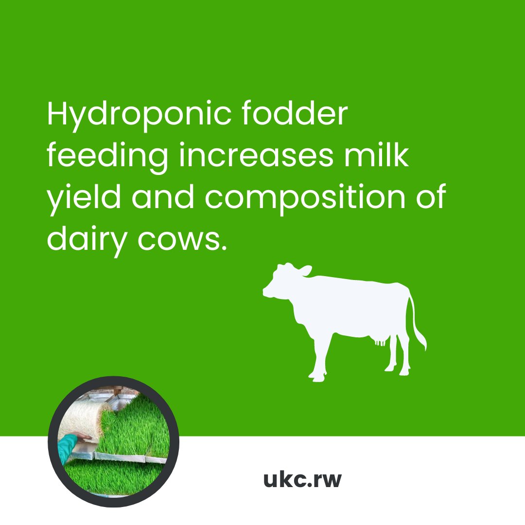 Did you know that hydroponic fodder feeding improves milk yield and composition in dairy cows by increasing nutrient intake and digestibility? 
Contact us to learn more about our fodder and to place an order. ukc.rw #hydroponicfodder