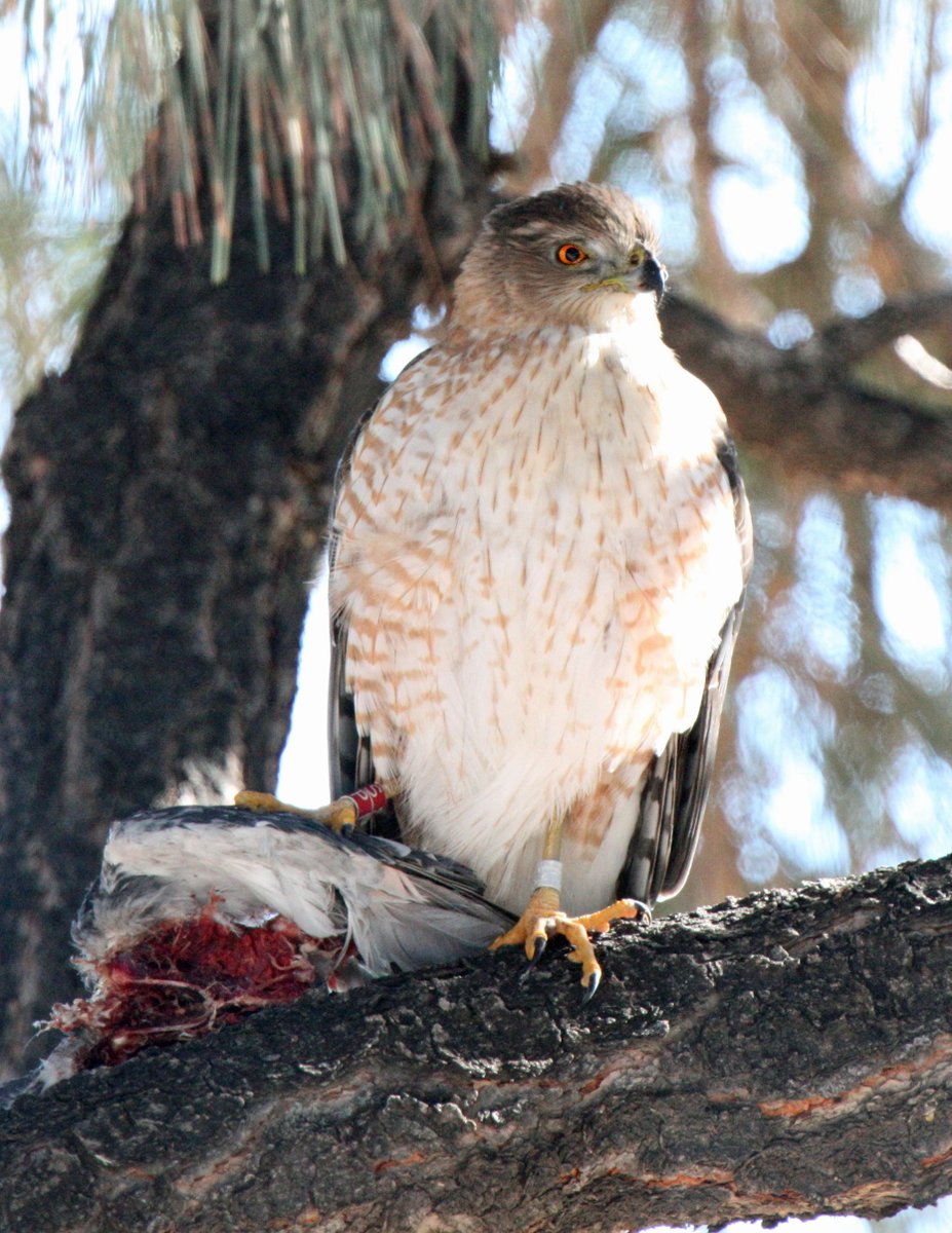 An integrated population model for #CoopersHawks handles males & females separately, revealing sex-specific demographic drivers & life history strategies

doi.org/10.1002/ecs2.4…

#PopulationEcology #DensityDependence #OpenAccess @nmsu_fwce @MattJGould @USFWSBirds