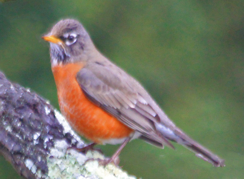 JosephHill3794's tweet photo. American Robin🐦
#January2023
Photo By: Joseph Hill🙂📸🐦
#AmericanRobin🐦 #bird🐦 #birdontree #tree #beautiful #peaceful #nature #winter #birdtwitter🐦 #birdphotography🐦📸 #SouthernPinesNC #January https://t.co/CEIV2V6BsE