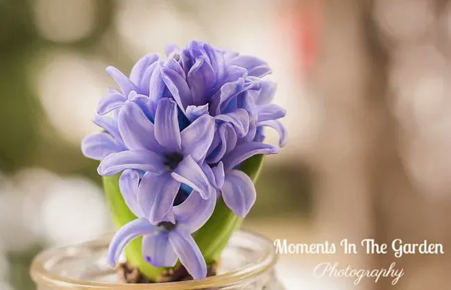 MomentsintheG's tweet photo. Here we are at the end of January.  It always seems to be such a long month for me.  I tried forcing some hyacinths myself but they were a little stunted.  We have also had some beautiful days this month.  #january #forcedbulbs #fintryprovincialpark #floralphotography https://t.co/5c6ZokLj0e