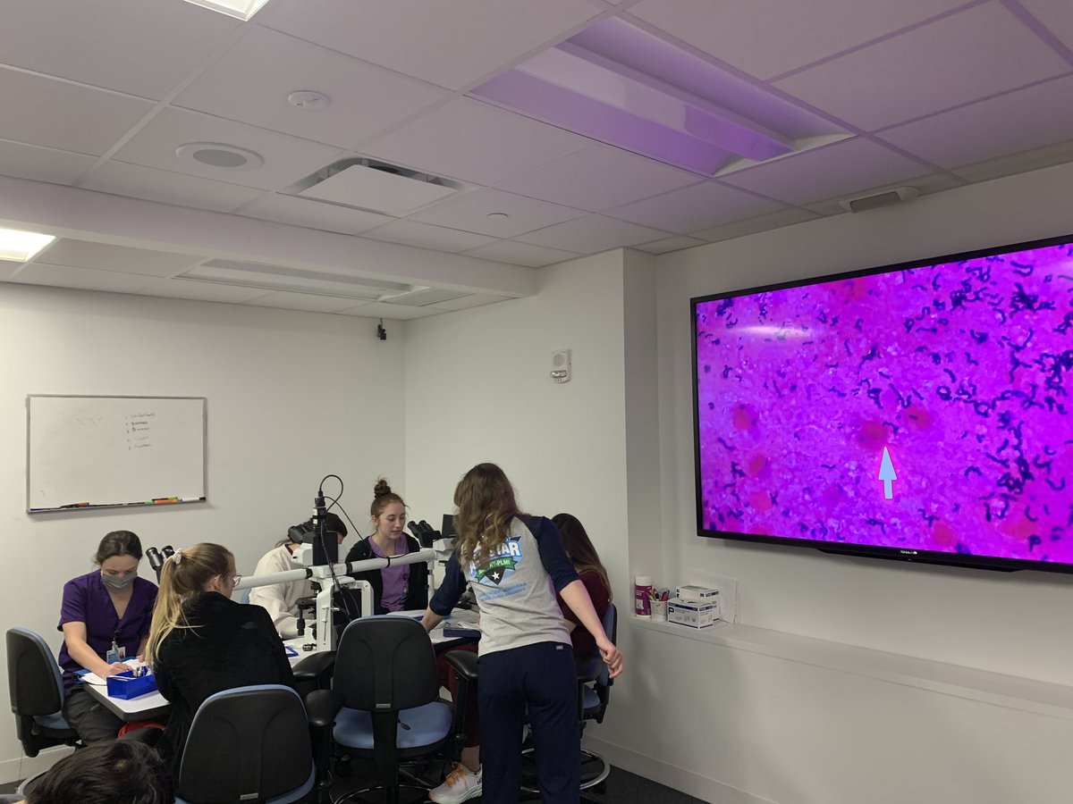 Students are working in Micro on clinical gram stains. In college many gram stains are from colonies on a plate a broth. It can be an adjustment to find the (sometimes rare) bacteria, evaluating specimen acceptability, and correlating observations. #microbiology #labucate