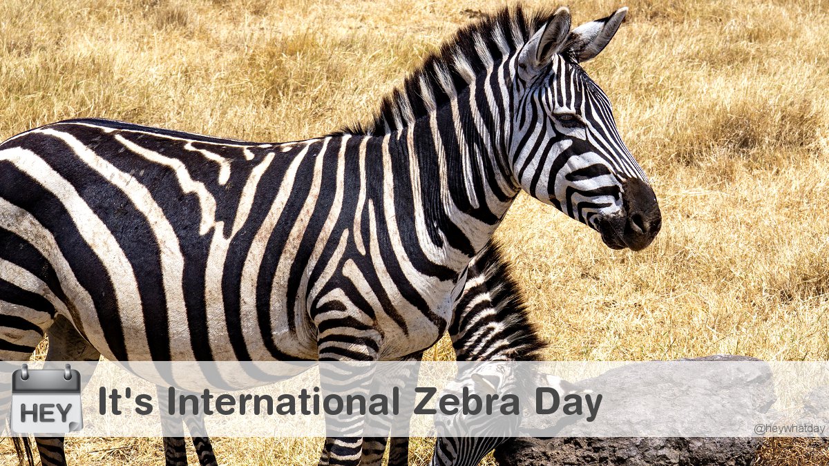 It's International Zebra Day! 
#InternationalZebraDay #ZebraDay #Striped
