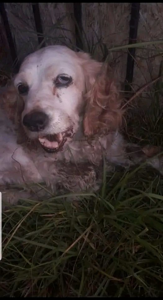 Nery_Lopez_De_S's tweet photo. Se busca urgentemente a la familia de Simona (traía collar). Entrara a cirugía pronto. Tiene doble fractura de mandíbula. https://t.co/B0vpyXOhcR