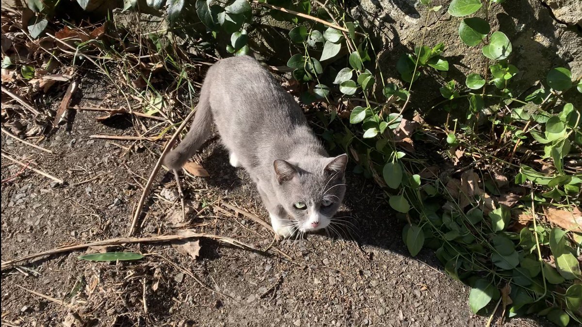 youtubeを更新しました。

cat's red nose/赤っ鼻の猫
youtu.be/q4PVBYWjaEQ

#cat #野良猫　#猫　#猫好きさんと繋がりたい
#straycat #猫がいる暮らし