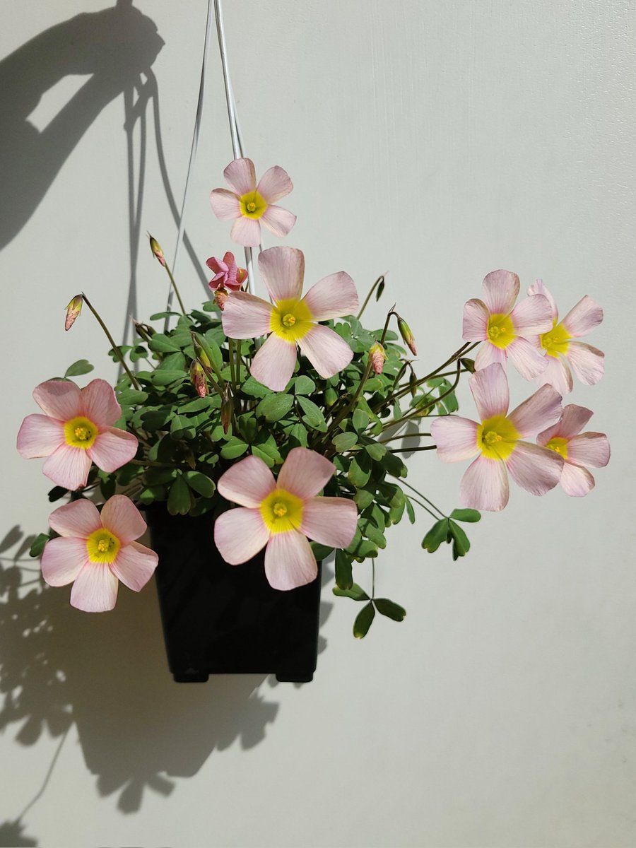 #사랑초해도

🎀