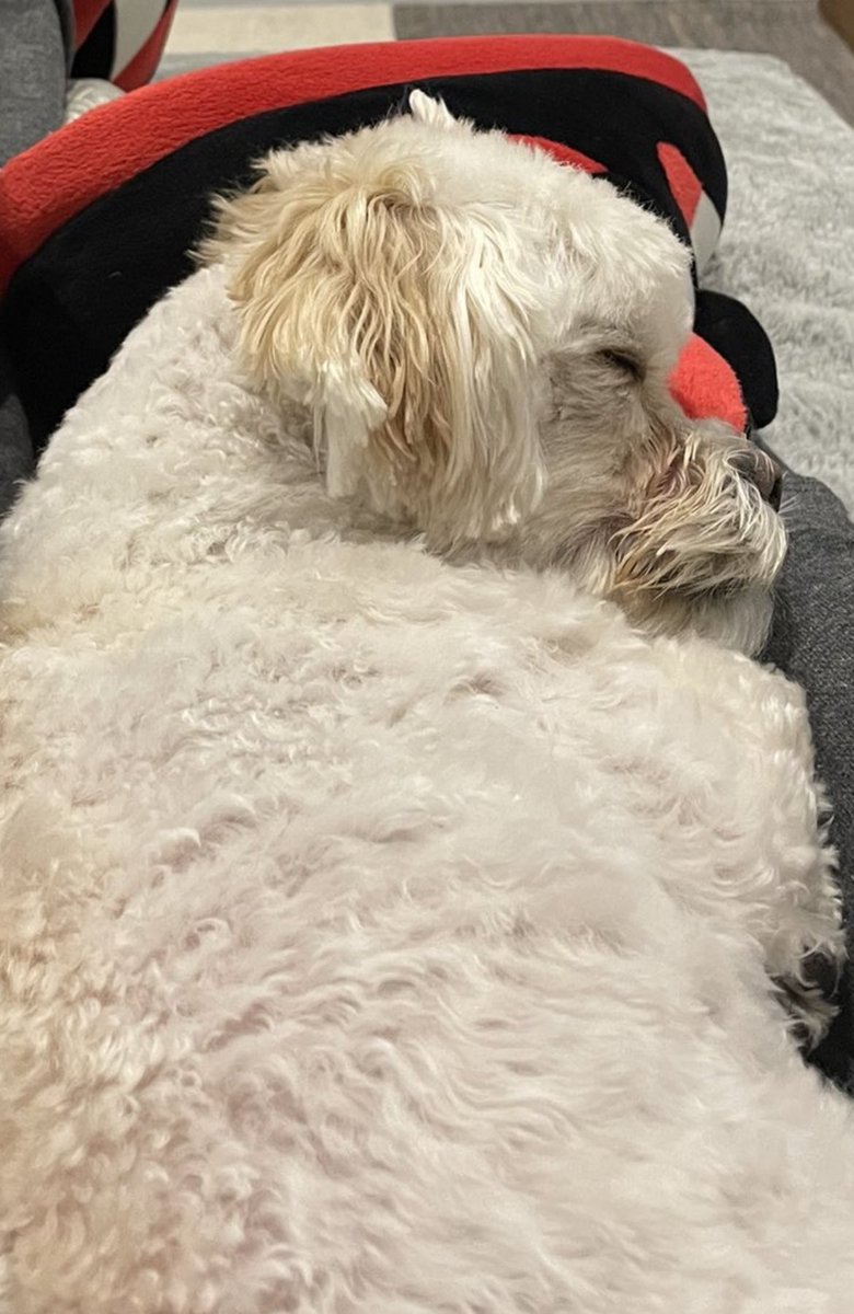 MarisaB1993's tweet photo. @Salad_Czar ok but the sweet pup 🥹 https://t.co/ASmIuW95Wn