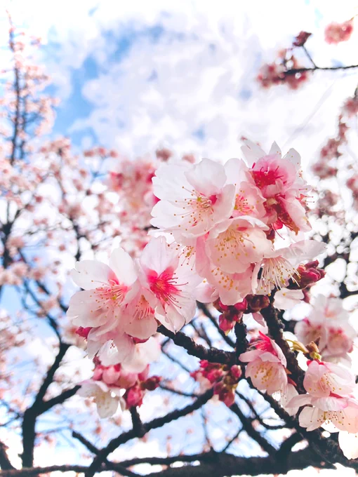 もう神社の桜が咲いてた 