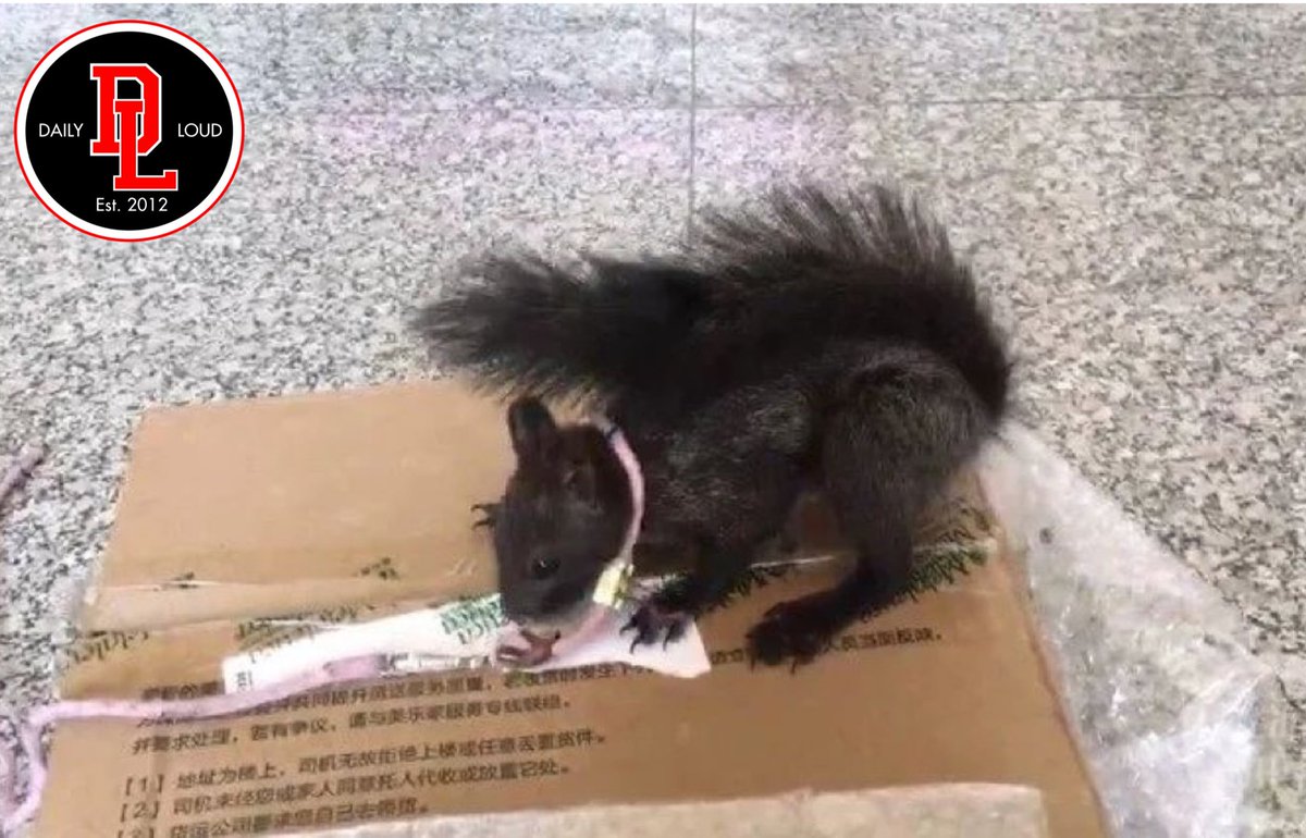 DailyLoud's tweet image. Chinese police have trained squirrels to detect drugs at the border 😳